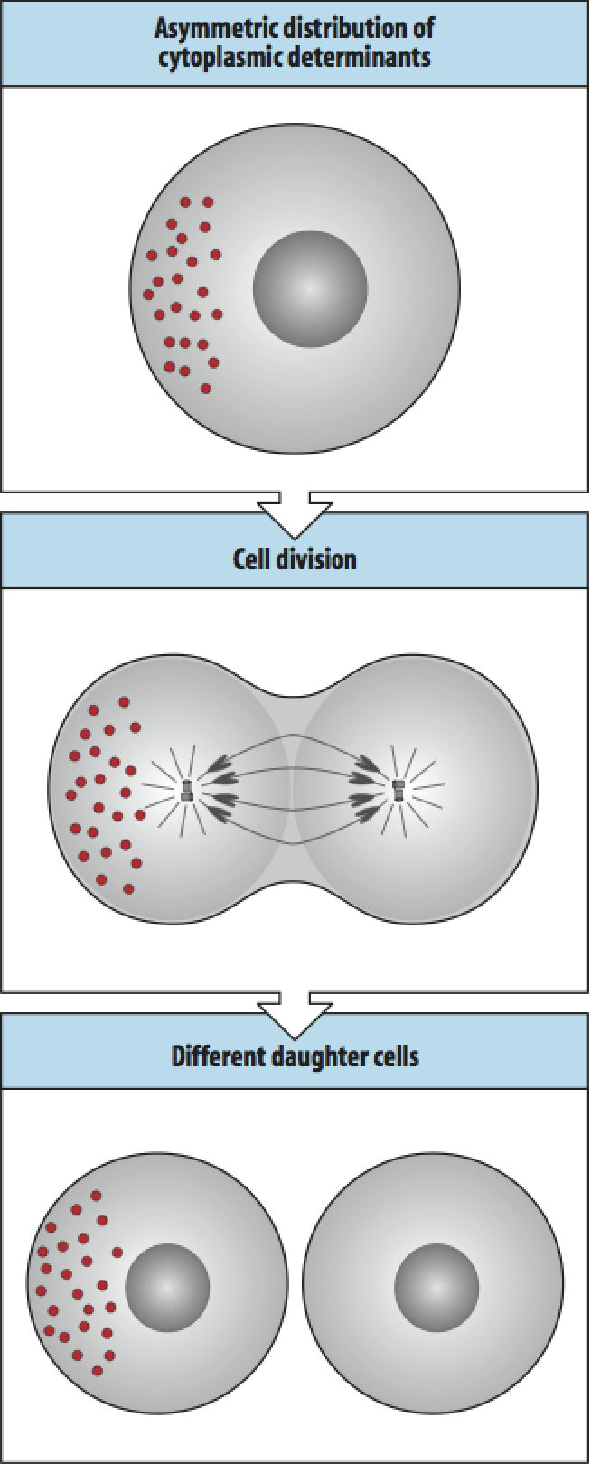 Developmental Biology 3230